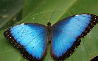 viata ca un fluture albastru